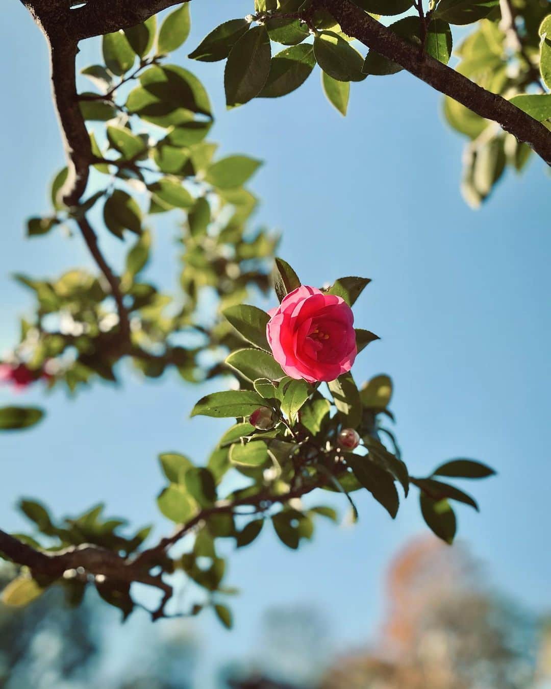 MiChiのインスタグラム：「Take time to really look at a flower. You’ll see just how magical they really are 😍 お花を本気で観ると、 どれだけなミラクルなのかがみえてくる❤️ #flowerpower#flowers#nature#miracle#花」