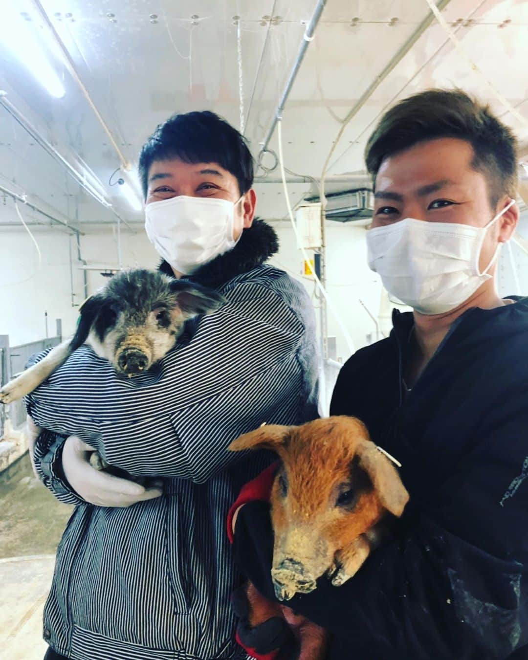 木本武宏のインスタグラム：「#十勝マンガリッツァ豚  赤ちゃん豚ほっかほか 2枚目が大人になったやつ こんな豚がいたとは めちゃくちゃ美味しいらし…いややめときます めっちゃ可愛かった😗」