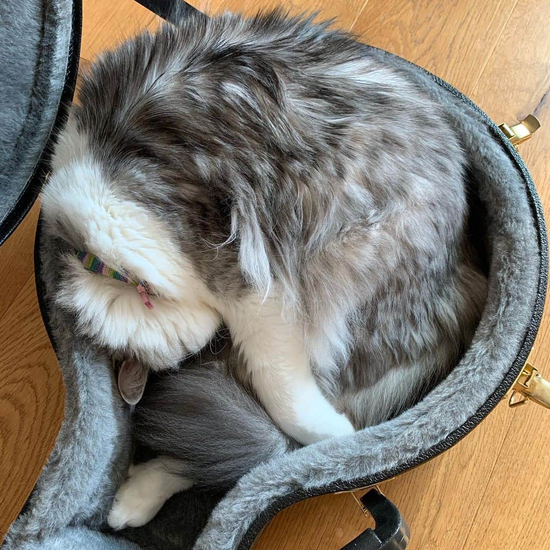 近藤研二さんのインスタグラム写真 - (近藤研二Instagram)「冬毛にバンジョーケースを重ね着するモイチン、激エモ  #近藤モイ #モイチン #モイ202011 #モイ5才7ヶ月 #graytabbyandwhite #サバシロ #長毛種 #猫 #ねこ #ネコ #neko #cat #cats #kissa #gato #gatto #meow」11月24日 15時55分 - kenjikond0
