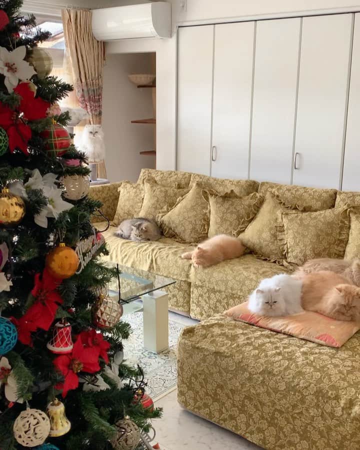 12 Chinchilla Persianのインスタグラム