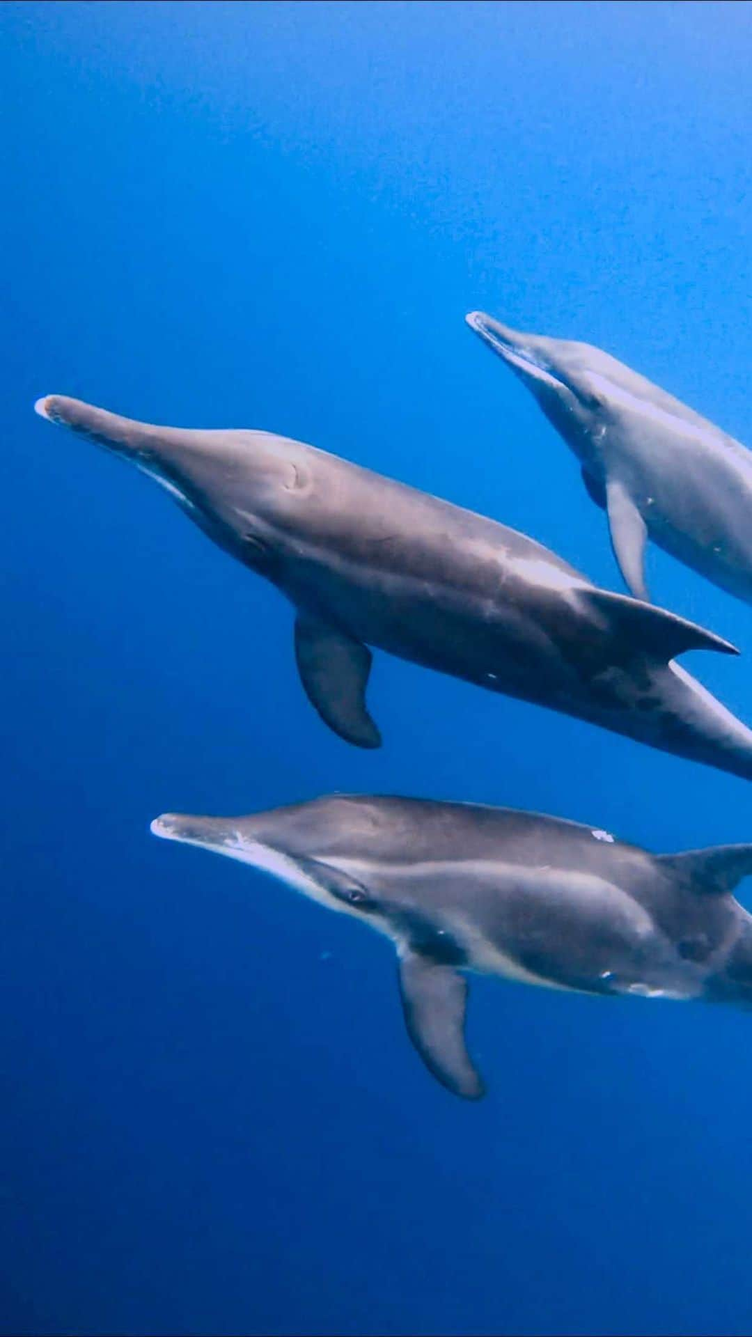 maakoのインスタグラム：「Swim with dolphins 🐬🤍 なんて優しい目。あー愛おしい。 また会いたいなん🥺✨✨✨ 2020年最後の海（多分） ありがとうありがとうだいすき🤍🤍🤍🤍  #イルカスイム #石垣島 #沖縄 #goprohero9 @goprojp 🐬🐚2020/11/20 Diving shop @seamerrily⛴」