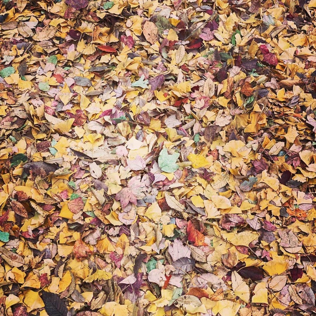 川嵜美佳さんのインスタグラム写真 - (川嵜美佳Instagram)「#autumn #leaves🍁  #color #colorful  #tokyo #japan」11月24日 16時38分 - mika_kawasaki