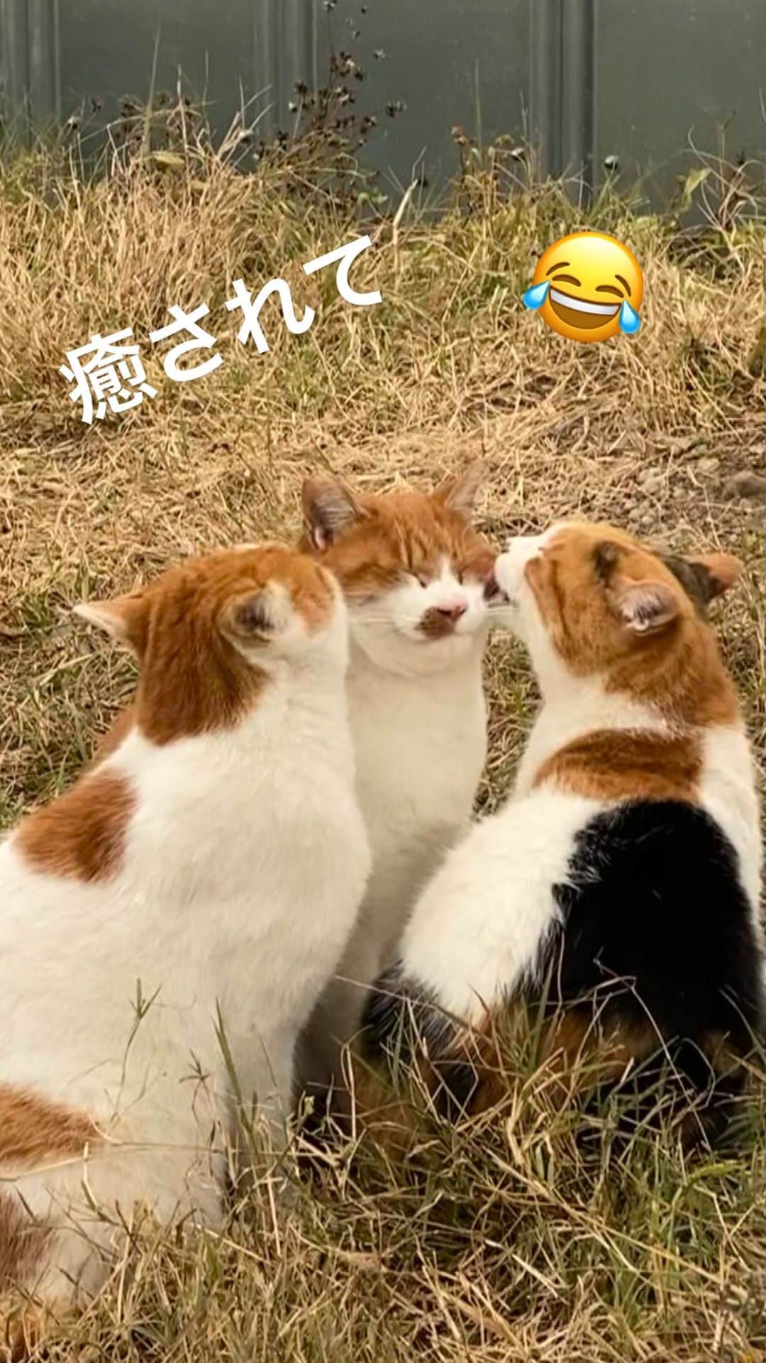 清宮海斗のインスタグラム：「#猫 #ねこ」