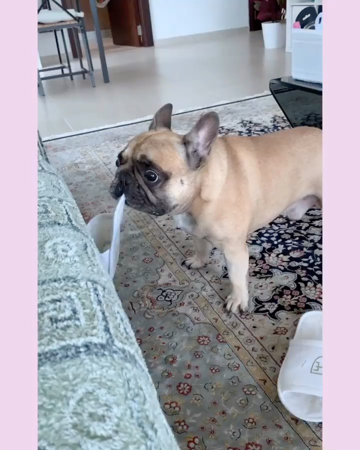 DogsOf Instagramのインスタグラム：「“when you are a smooth criminal...” writes @yoda_french_croissant   #dogsofinstagram」