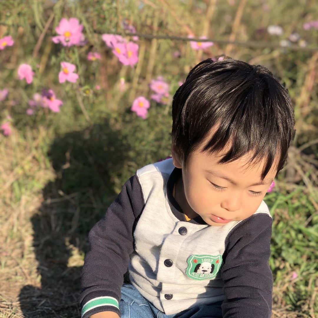 奥村奈津美さんのインスタグラム写真 - (奥村奈津美Instagram)「秋桜と書いて コスモス🌸  秋晴れがよく似合います♡  コスモス見にいくよ〜 と出かけたのですが、 息子は どうやら電車の名前と 勘違いしていたようでw  コスモス畑に着いて きょとん、としていました(´∀｀*)  でも、コスモスはお花だよー と伝えると、 「キレイ　キレイ」と見てくれました♡  そして 帰り際にも 「モッカイ コシュモス」  とコスモス畑をおねだり^_^ もう一度寄っての帰宅となりました♪  #小金井公園 #つつじ山広場  #コスモス畑  #コスモス  #見頃   小金井公園 初めて訪れたのですが、イイですね♡ バーベキューできたり ドッグランがあったり ふわふわドーム（確か3歳から）に ソリができる斜面に SLの展示まで✨（←どこにあるか見つからず）  広すぎて息子の足では回りきれないほど。 皆さん自転車で移動されていました🚲もう少し大きくなったら また来たいなあ  オススメの公園、ぜひ教えてください♡  #今日のコーディネート 👶 #スタジャン #プチバトー @petitbateau_jp  #デニム #無印良品  @muji_global  🤱 #トレーナー #fila @fila_japan_official  #デニム #redcard  @redcardtokyo   ☆*:.｡.┈┈┈┈┈┈┈┈┈┈┈┈┈┈.｡.:*☆  子どもの未来のためにできること  @natsumi19820521 をフォロー& 公式防災LINEにご登録いただくと 「子どもの命を守る地震対策」の 動画をプレゼント中!  ☆*:.｡.┈┈┈┈┈┈┈┈┈┈┈┈┈┈.｡.:*☆  こんなアカウントも作って見ました♪ ＠natsumiokumura_ana で 安室奈美恵さんの特番にたどり着くまでのエピソードを ちょっとずつ振り返ってます。  ☆*:.｡.┈┈┈┈┈┈┈┈┈┈┈┈┈┈.｡.:*☆  質問・感想コメント嬉しいです  #公園 #子連れ #親子 #子どもとお出かけ #子連れスポット #子連れお出かけ #新米ママ #新米ママと繋がりたい #男の子ママ #男の子ベビー #2019年3月生まれ #1歳 #1y7m」11月1日 1時52分 - natsumi19820521