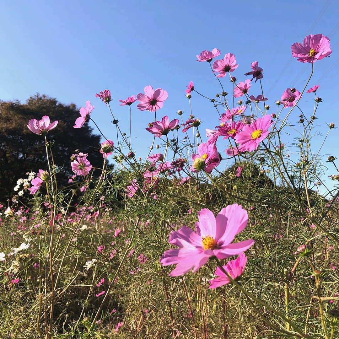 奥村奈津美さんのインスタグラム写真 - (奥村奈津美Instagram)「秋桜と書いて コスモス🌸  秋晴れがよく似合います♡  コスモス見にいくよ〜 と出かけたのですが、 息子は どうやら電車の名前と 勘違いしていたようでw  コスモス畑に着いて きょとん、としていました(´∀｀*)  でも、コスモスはお花だよー と伝えると、 「キレイ　キレイ」と見てくれました♡  そして 帰り際にも 「モッカイ コシュモス」  とコスモス畑をおねだり^_^ もう一度寄っての帰宅となりました♪  #小金井公園 #つつじ山広場  #コスモス畑  #コスモス  #見頃   小金井公園 初めて訪れたのですが、イイですね♡ バーベキューできたり ドッグランがあったり ふわふわドーム（確か3歳から）に ソリができる斜面に SLの展示まで✨（←どこにあるか見つからず）  広すぎて息子の足では回りきれないほど。 皆さん自転車で移動されていました🚲もう少し大きくなったら また来たいなあ  オススメの公園、ぜひ教えてください♡  #今日のコーディネート 👶 #スタジャン #プチバトー @petitbateau_jp  #デニム #無印良品  @muji_global  🤱 #トレーナー #fila @fila_japan_official  #デニム #redcard  @redcardtokyo   ☆*:.｡.┈┈┈┈┈┈┈┈┈┈┈┈┈┈.｡.:*☆  子どもの未来のためにできること  @natsumi19820521 をフォロー& 公式防災LINEにご登録いただくと 「子どもの命を守る地震対策」の 動画をプレゼント中!  ☆*:.｡.┈┈┈┈┈┈┈┈┈┈┈┈┈┈.｡.:*☆  こんなアカウントも作って見ました♪ ＠natsumiokumura_ana で 安室奈美恵さんの特番にたどり着くまでのエピソードを ちょっとずつ振り返ってます。  ☆*:.｡.┈┈┈┈┈┈┈┈┈┈┈┈┈┈.｡.:*☆  質問・感想コメント嬉しいです  #公園 #子連れ #親子 #子どもとお出かけ #子連れスポット #子連れお出かけ #新米ママ #新米ママと繋がりたい #男の子ママ #男の子ベビー #2019年3月生まれ #1歳 #1y7m」11月1日 1時52分 - natsumi19820521