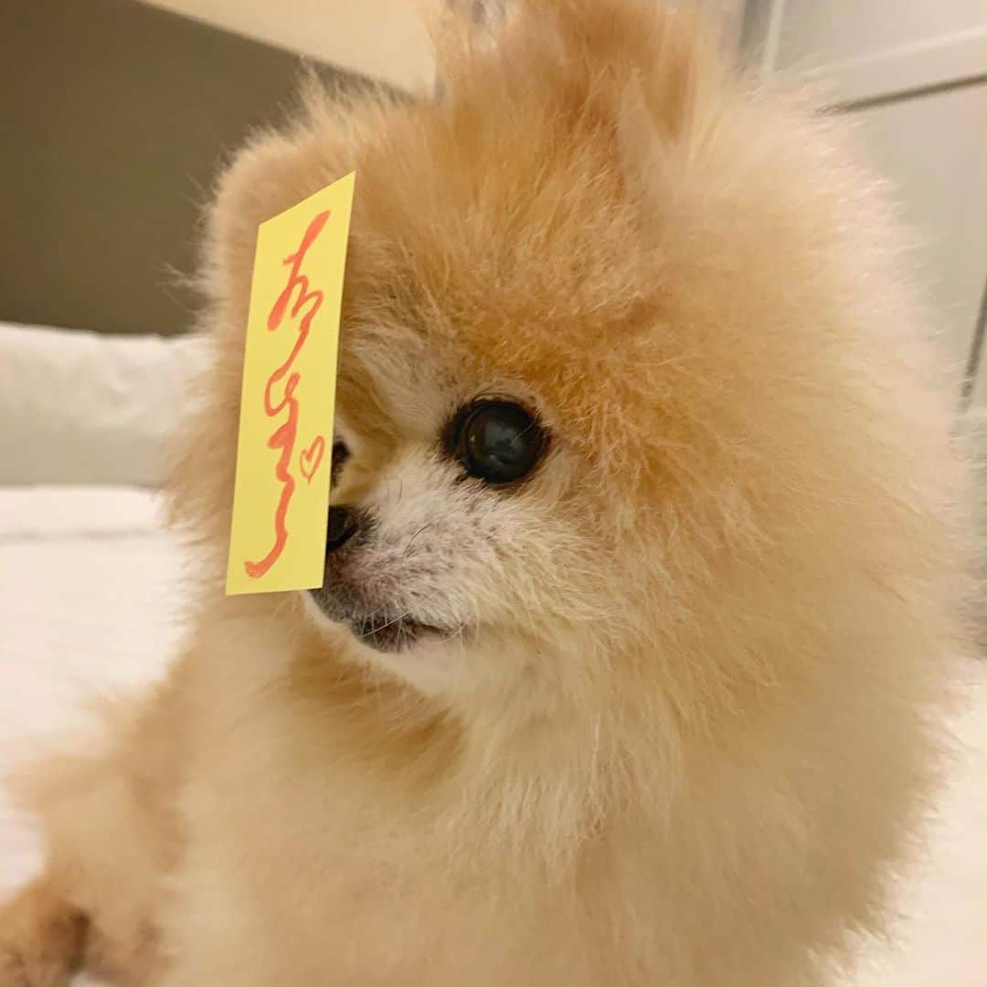 Ella Chuffyのインスタグラム：「Trick or treat...trick or treat..📿 am I scaring you?? 👻 and my Halloween costume is.....Chinese zombie!!!🧟‍♀️🏮🧡 happy Halloween everyone!!! ☠️🧟🧙🏻‍♀️💥 #halloweencostume #chinesezombie #pomeranian #ellachuffy」