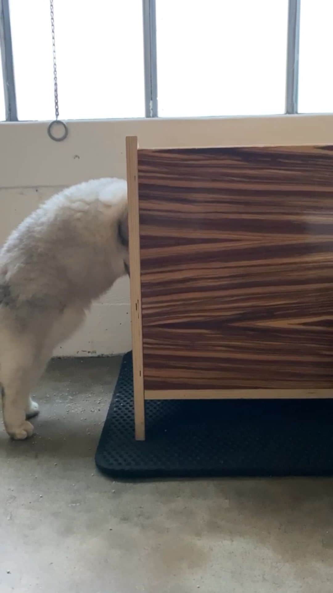 Hiroのインスタグラム：「Legends use legendary litter! We are big fans of @PrettyLitter because it’s not only odorless, but it even changes colors so that I can keep track of my health! Go to prettylitter.com and use code SUPERHIROCAT to get 20% off your first order.  #prettylitter #prettylittercats #prettylitterkitty #meow #meowmeow #purr #cat #cats #catsofinstagram #cats_of_instagram #catstagram #catlife #catcare #cathealth #catlitter #kittylitter #catfood #petwellness #kittens #kittensofinstagram #bestmeow #catlover #catoftheday #catlovers #catlove #catsofig #catloversclub #catsofworld #CatsOfInsta #prettylitterpartner」