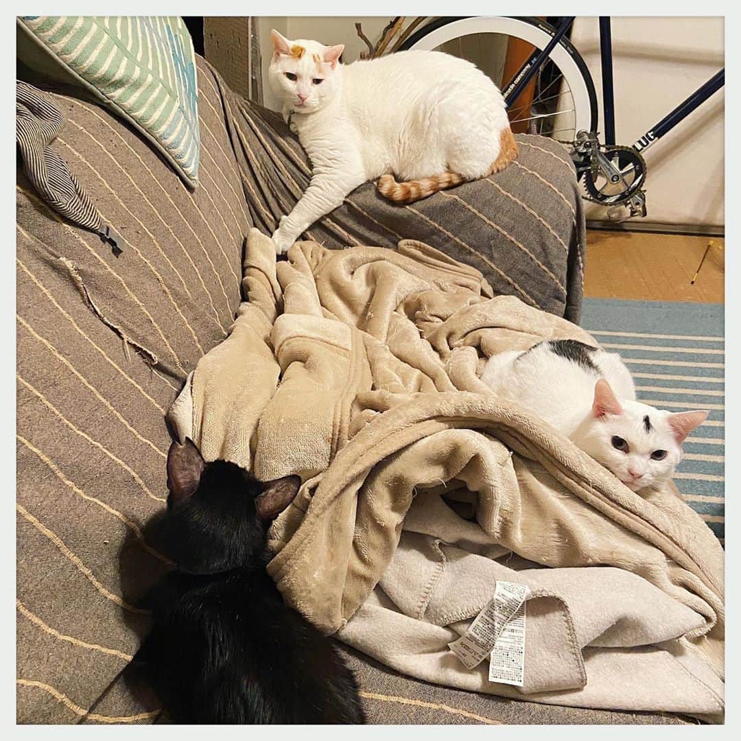 kumikoのインスタグラム：「酷い有様だけど猫たちは満更でもない😔」