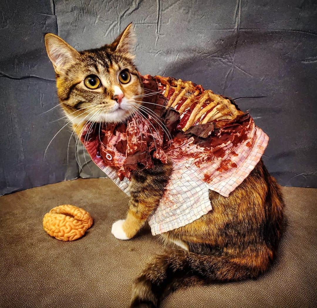 猫コスプレのインスタグラム