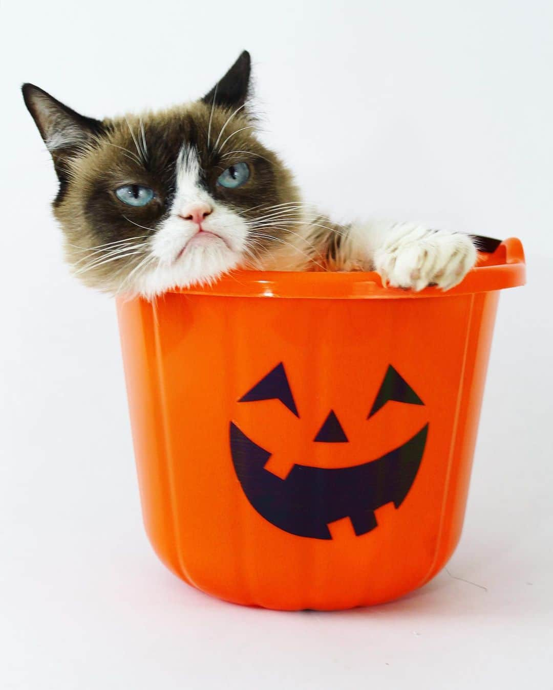 Grumpy Catさんのインスタグラム写真 - (Grumpy CatInstagram)11月1日 1時00分 - realgrumpycat