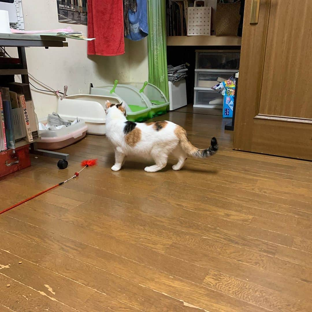 Kachimo Yoshimatsuさんのインスタグラム写真 - (Kachimo YoshimatsuInstagram)「ミケ子さん、ちょっと探検。 #uchinonekora #mikeko #neko #cat #catstagram #kachimo #猫 #ねこ #うちの猫ら http://kachimo.exblog.jp」11月1日 1時05分 - kachimo