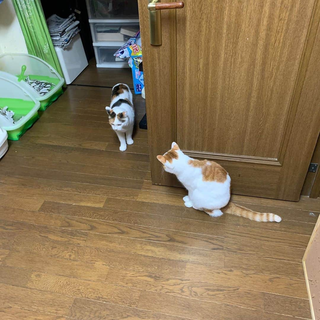 Kachimo Yoshimatsuさんのインスタグラム写真 - (Kachimo YoshimatsuInstagram)「ミケ子さん、ちょっと探検。 #uchinonekora #mikeko #neko #cat #catstagram #kachimo #猫 #ねこ #うちの猫ら http://kachimo.exblog.jp」11月1日 1時05分 - kachimo