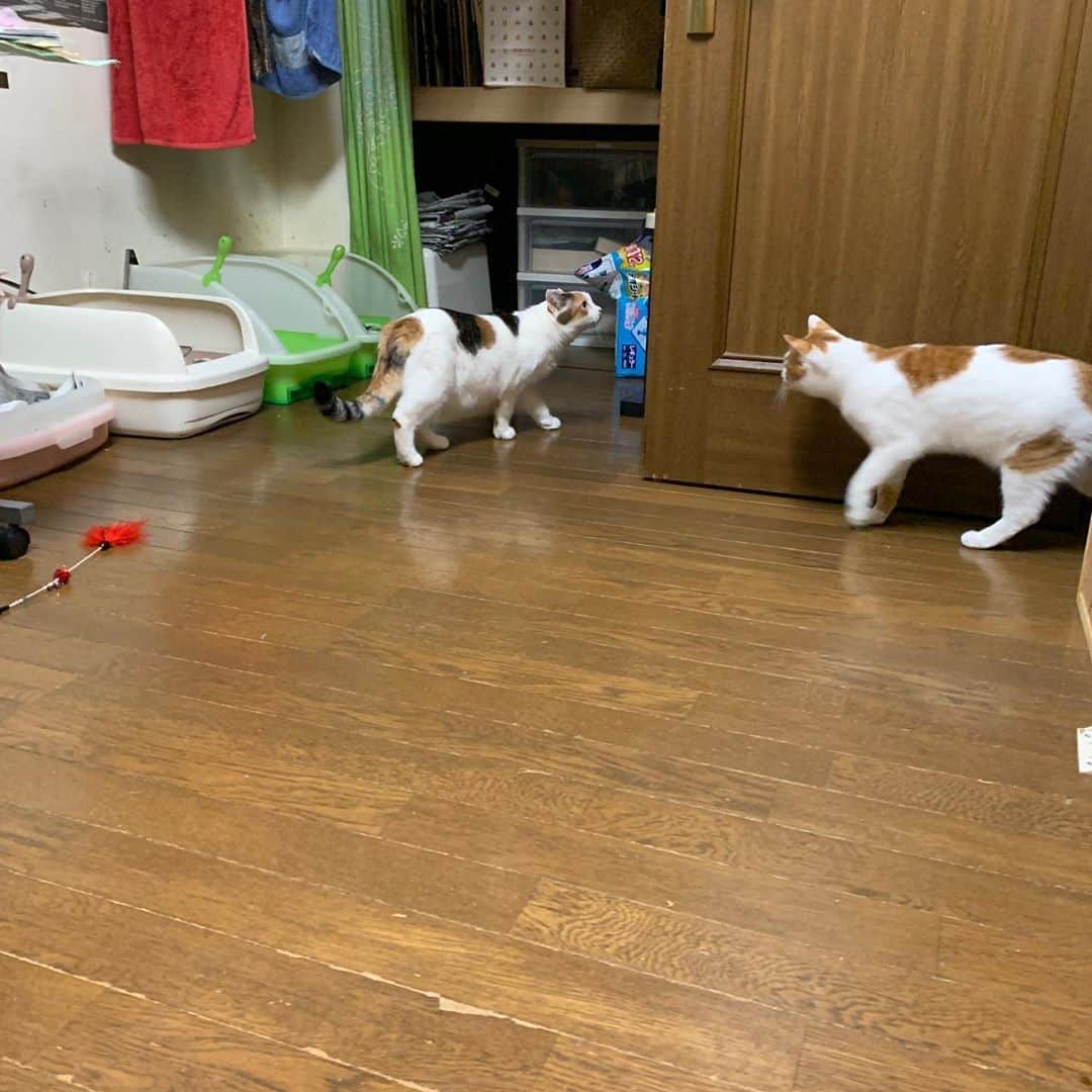 Kachimo Yoshimatsuさんのインスタグラム写真 - (Kachimo YoshimatsuInstagram)「ミケ子さん、ちょっと探検。 #uchinonekora #mikeko #neko #cat #catstagram #kachimo #猫 #ねこ #うちの猫ら http://kachimo.exblog.jp」11月1日 1時05分 - kachimo