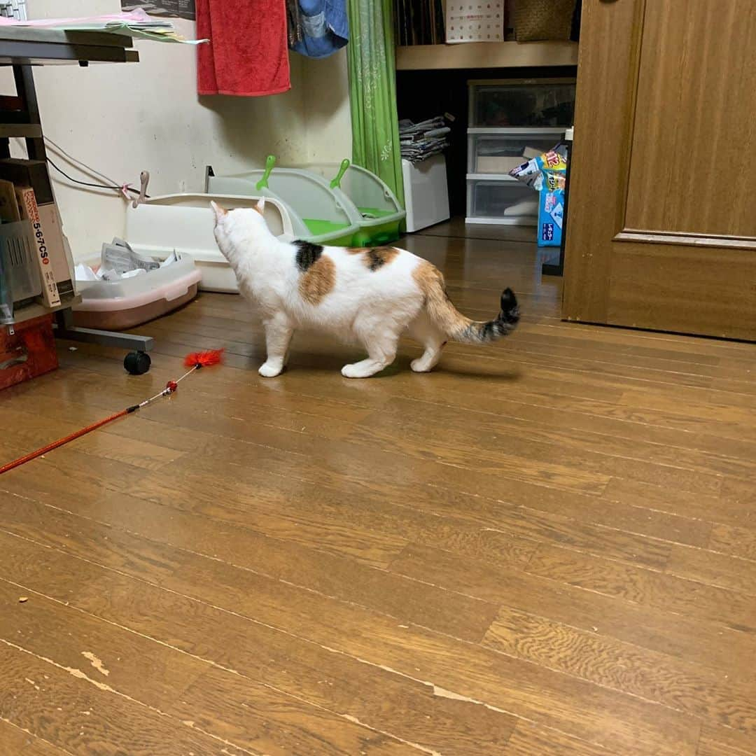 Kachimo Yoshimatsuさんのインスタグラム写真 - (Kachimo YoshimatsuInstagram)「ミケ子さん、ちょっと探検。 #uchinonekora #mikeko #neko #cat #catstagram #kachimo #猫 #ねこ #うちの猫ら http://kachimo.exblog.jp」11月1日 1時05分 - kachimo