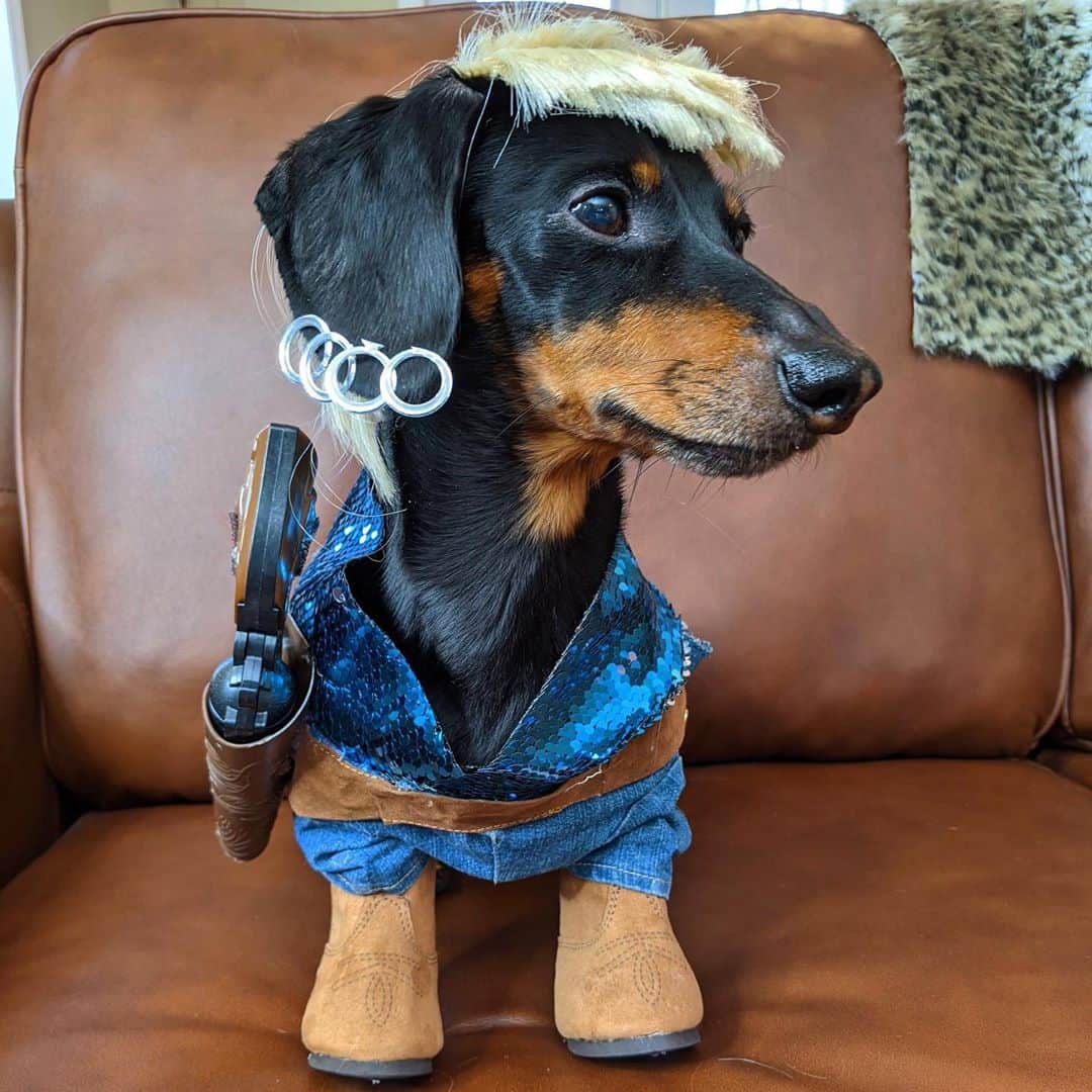 Crusoe the Celebrity Dachshundのインスタグラム：「“Cru Exotic and Daphne Baskin. Happy Halloweenie!” ~ Crusoe」