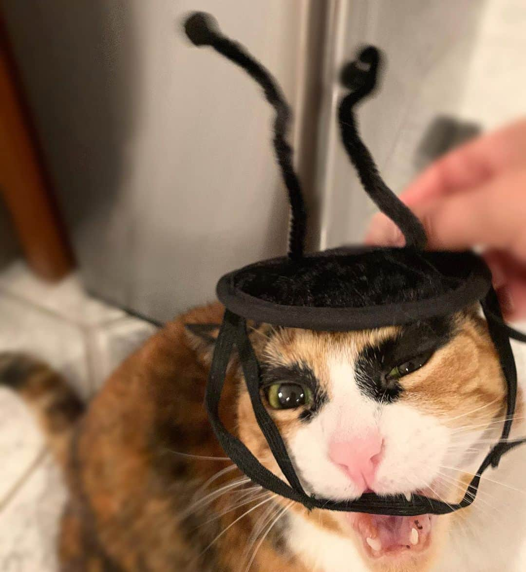 リリーさんのインスタグラム写真 - (リリーInstagram)「Halloween 2020 #fail So much for being a beautiful butterfly! 😹  . . . . . #lillycrazyeyes #mood #catsofinstagram #9gag #calico #instacat #meowstagram #meow #meowdel #instacalico #calico #caturday #saturday #weekend  #crazyeyes #sassy #notimpressed #caturday #halloween #trickoetreat  #halloweencostume #halloween2020 #butterly」11月1日 1時16分 - lilly_crazyeyes