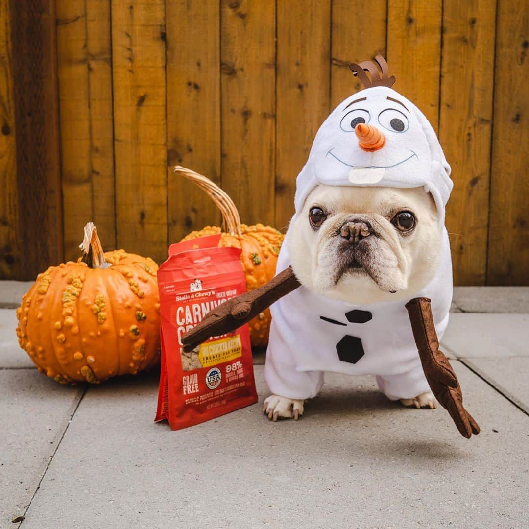 Sir Charles Barkleyさんのインスタグラム写真 - (Sir Charles BarkleyInstagram)「Trick-or-Treat! My trick is having 2 extra hands for treats! #ilikewarmhugs #samantha #olaf #happyhalloween」11月1日 1時25分 - barkleysircharles