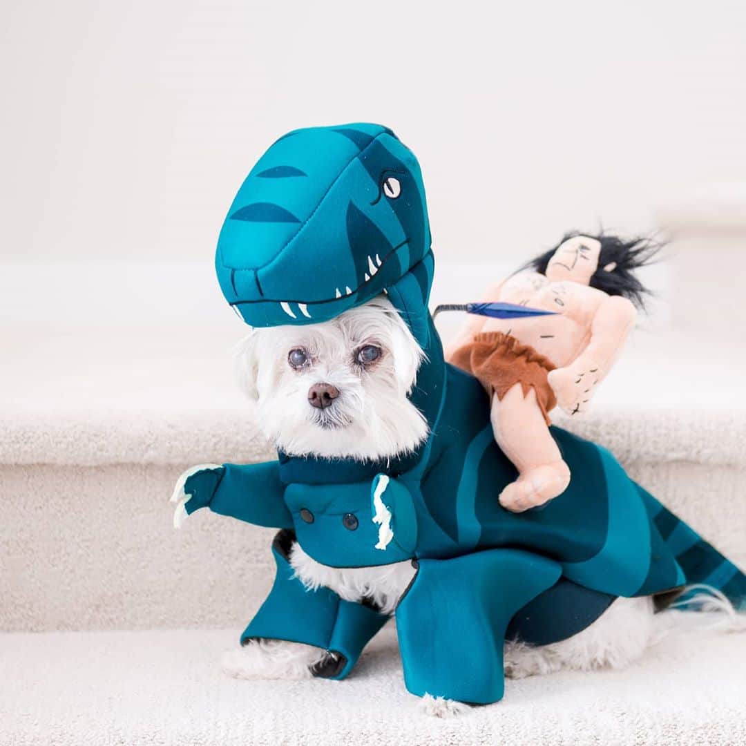 Toby LittleDudeのインスタグラム：「Dressing up for treats is my kinda holiday. #ad Watch the finale episode of #Primal Sunday night at 11:30 pm on @adultswim and Stream the first 5 episodes on @HBOmax now. #genndytartakovskysprimal」