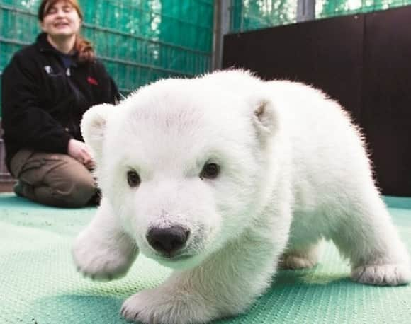 Baby Animalsさんのインスタグラム写真 - (Baby AnimalsInstagram)「A curious little polar bear! 🥰」11月1日 1時34分 - thebabyanimals