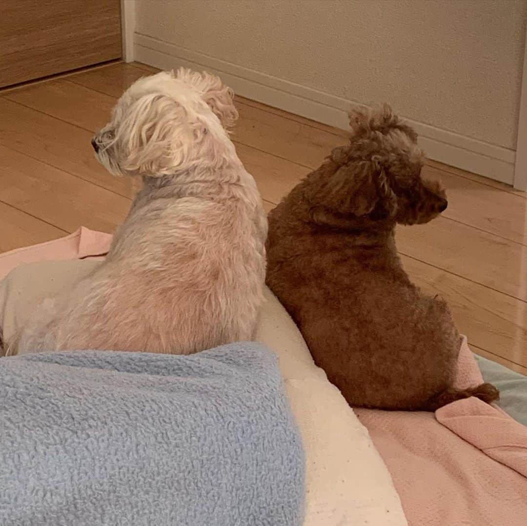 犬塚あさなさんのインスタグラム写真 - (犬塚あさなInstagram)「仲良しな2人♡ でも2人で振り向いてくれることはないみたい。笑  #トイプードル　#マルプー」10月31日 16時53分 - wanchan_0319