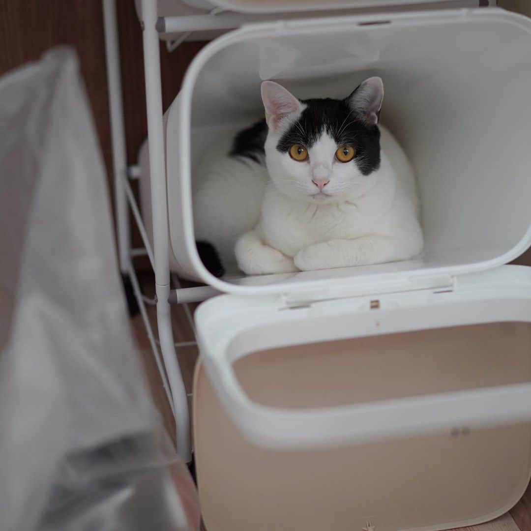 KAZUYAのインスタグラム：「今日のにゃんこ62。 妻がゴミ箱の袋を入れ替えようとしたら、あっという間に入ってしまいました。 作業は余計時間かかりますが、可愛い…。 #猫 #猫のいる暮らし #cat」