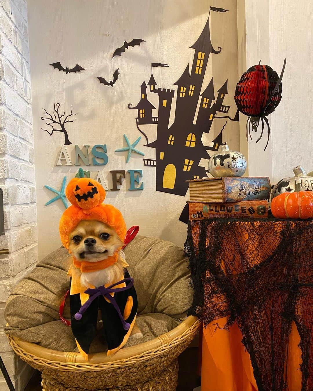 サブさんのインスタグラム写真 - (サブInstagram)「Trick or Treat 🎃🎃🎃  #ハロウィン #ハロウィンコスプレ  #愛犬 #チワワ #チワスタグラム １歳１１ヶ月」10月31日 17時10分 - sabu_golf