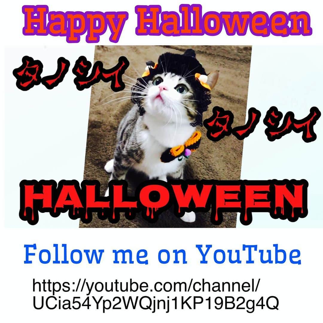 すずめくんさんのインスタグラム写真 - (すずめくんInstagram)「👻🎃🍭🍬🍪👻  Happy Halloween🎃👻💞  魔女っ子にしようと思ったけど… YouTubeに魔女っ子🧙‍♀️載せちゃったので、急遽 おばきゅー仮装に変更！👻✨  🍬🎃✞👻trick or treat👻✞🎃🍬  時間があるとき、YouTubeも見てみてねっ❤️  みんなも #halloween たのしんでニャン🍭👻🍫  #ハロウィン #halloweenparty」10月31日 17時17分 - suzume0513