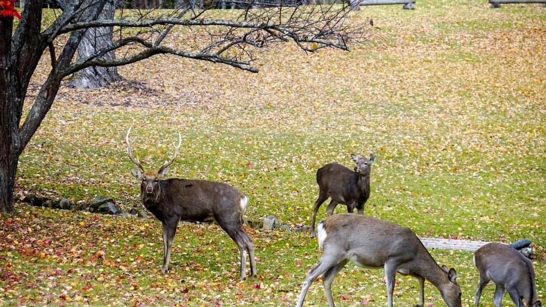 あかん遊久の里 鶴雅さんのインスタグラム写真 - (あかん遊久の里 鶴雅Instagram)「阿寒湖の鹿たち。 すっかり冬毛になってきました。  紅葉シーズンも終わりを迎えてます。 そろそろ冬将軍が来そうですよ。 ・ ・ ・ #hokkaido#hokkaidotrip#hokkaidolikers#hokkaidosgram#ig_japan#ホテル#温泉#旅行好きな人と繋がりたい#旅#旅に出よう#旅したくなるフォト#お出かけ#国内旅行#温泉旅行#阿寒湖温泉 #北海道#北海道旅行#道東#鶴雅で北海道#鶴雅#鶴雅リゾート#鶴雅写真倶楽部#景色#風景#風景写真」10月31日 17時25分 - tsuruga_akan