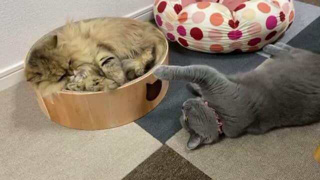 猫壱（ねこいち•ネコイチ）のインスタグラム