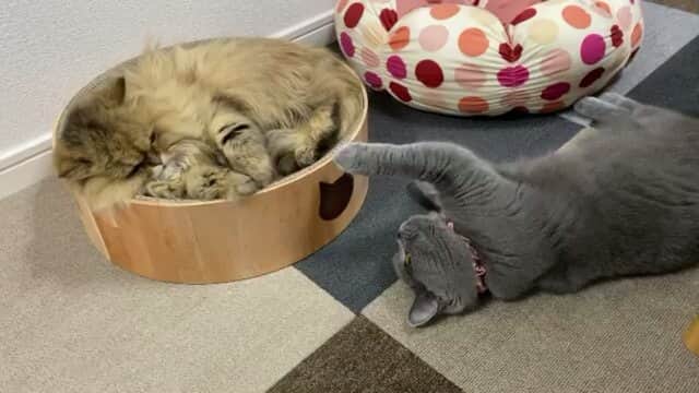 猫壱（ねこいち•ネコイチ）のインスタグラム