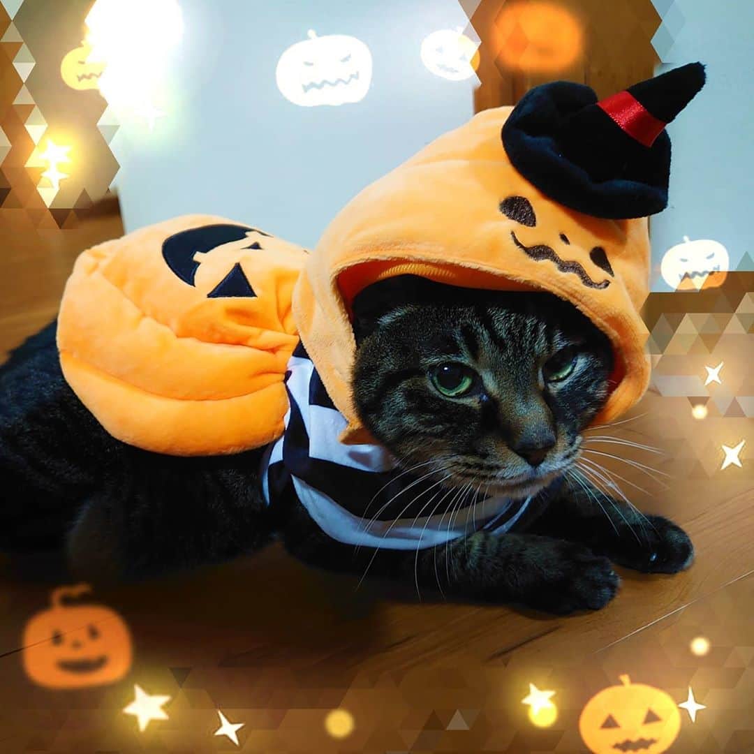 安済知佳のインスタグラム：「Happy Halloween🎃🎃  去年の写真ですが…❤️  はーーかわいいいい😍😍😍  #ハロウィン #じっかのにゃんこ」