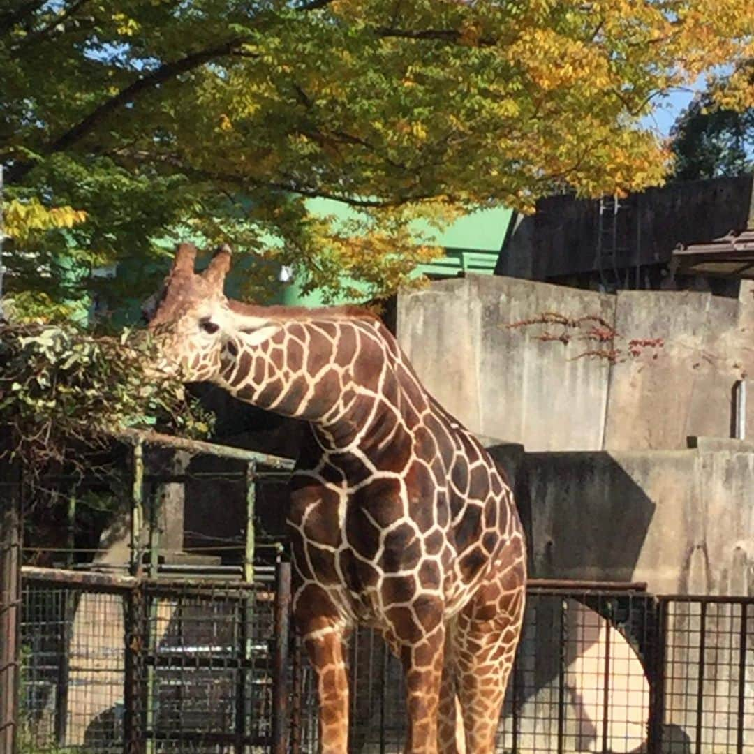 仲摩匠平さんのインスタグラム写真 - (仲摩匠平Instagram)「何年か振りに、安佐動物公園に行ってきました🦍 一緒に行ったのは小学4年生の女の子。 ・ コロナ中に考えた「仲摩匠平レンタルチケット」のギフトで、「女の子の誕生日に、このチケットをプレゼントしたい！」と、言ってくれた方がいて実現した今回の企画。 バスケもしてなくて、トレーニングもしてなかったので、どこに行きたいか聞いてみると「動物園に行きたい！」とのことでした。 ・ プレゼントしてくれた方も、参加してくれた女の子も、みんなが喜んでくれる企画になって良かった(^^) ・ ・ #安佐動物公園 #動物園 #レンタルチケット #観光 #企画 #ギフト #広島市 #仲摩匠平レンタルチケット」10月31日 17時32分 - shoheinakama