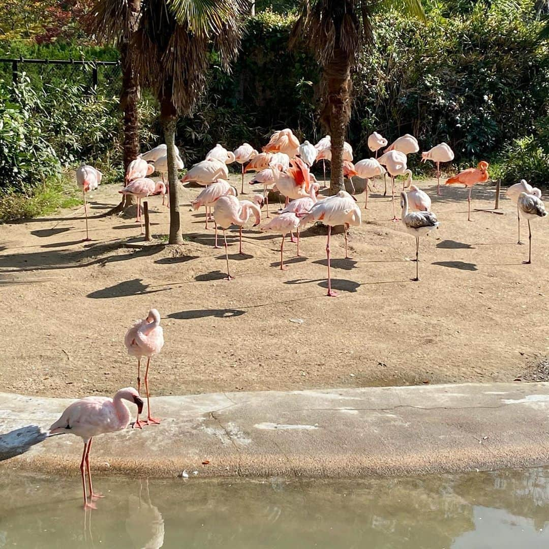 仲摩匠平さんのインスタグラム写真 - (仲摩匠平Instagram)「何年か振りに、安佐動物公園に行ってきました🦍 一緒に行ったのは小学4年生の女の子。 ・ コロナ中に考えた「仲摩匠平レンタルチケット」のギフトで、「女の子の誕生日に、このチケットをプレゼントしたい！」と、言ってくれた方がいて実現した今回の企画。 バスケもしてなくて、トレーニングもしてなかったので、どこに行きたいか聞いてみると「動物園に行きたい！」とのことでした。 ・ プレゼントしてくれた方も、参加してくれた女の子も、みんなが喜んでくれる企画になって良かった(^^) ・ ・ #安佐動物公園 #動物園 #レンタルチケット #観光 #企画 #ギフト #広島市 #仲摩匠平レンタルチケット」10月31日 17時32分 - shoheinakama