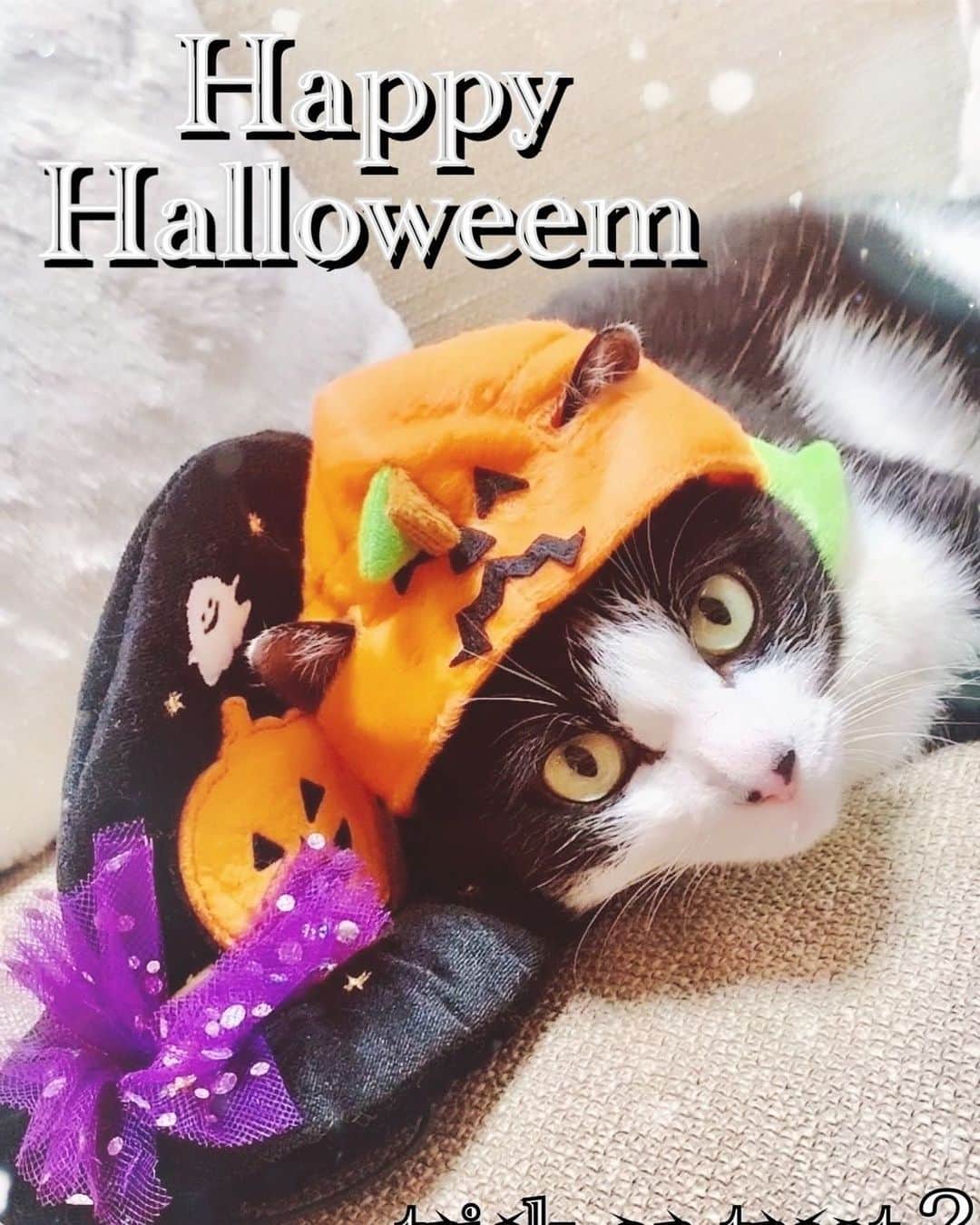 のインスタグラム：「vivijack🎃 • • • #halloween  #happyhalloween  #黒猫 #ジャックオーランタン  #仮装 #trickortreat  #nyanstagram  #にゃんすたぐらむ🐾  #猫のいる生活  #イベント #かぶらせがち」