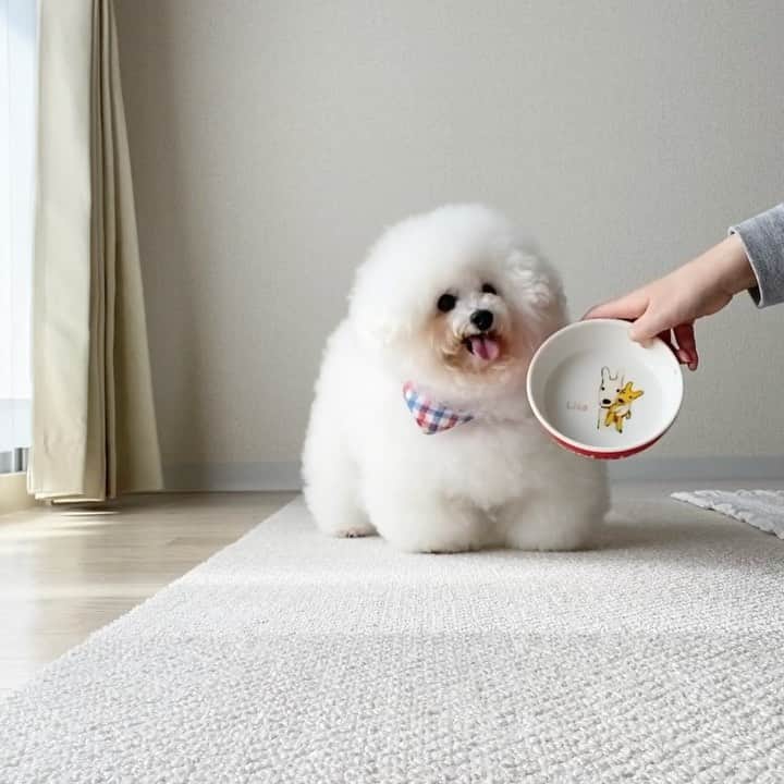 ゆうのインスタグラム：「. . アーニーさんにココグルメを トッピングしてあげてみましたぁ🐶🍚 . 凄い大興奮‼︎ よっぽど美味しいのね😂 . 食べ終わった後もお皿を ピカピカ✨に舐めまわし👅 お代わりを要求されました 笑 . . . #ココグルメ #CoCoライフ @coco_gourmet_official  . . .」