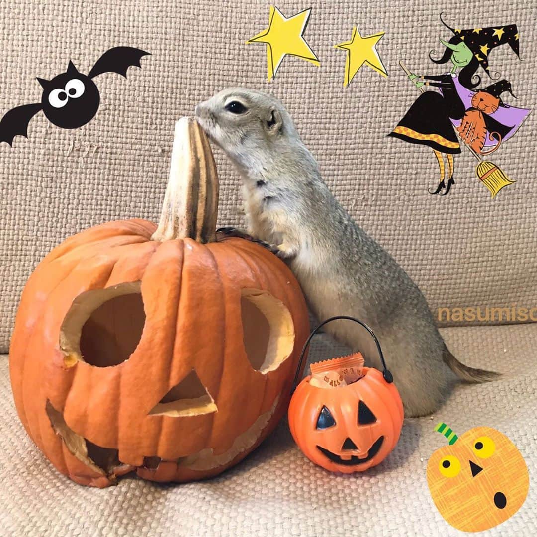 cocoさんのインスタグラム写真 - (cocoInstagram)「🎃🐻🎃🐿🎃  I took this picture in 2017. #Sobaちゃん #Sushiたん」10月31日 17時43分 - nasumiso
