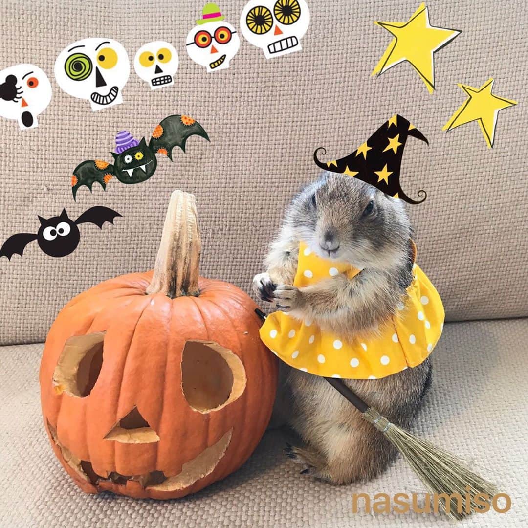 cocoさんのインスタグラム写真 - (cocoInstagram)「🎃🐻🎃🐿🎃  I took this picture in 2017. #Sobaちゃん #Sushiたん」10月31日 17時43分 - nasumiso
