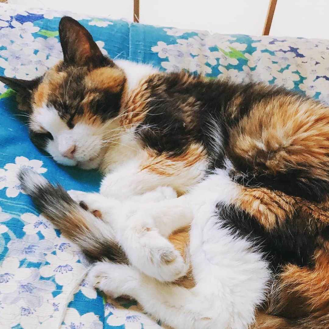 門倉聡のインスタグラム：「よく寝る良い子😸 フィーが逝ってからちょうど一週間。 ヘビーな一週間だったなぁ。 ラスがなぜかフィーみたいに過ごしてる。  #ねこ #ねこすたぐらむ #ねこのいる生活 #ねこと暮らす #catstagram #catlife #cat #catlife #catlover」