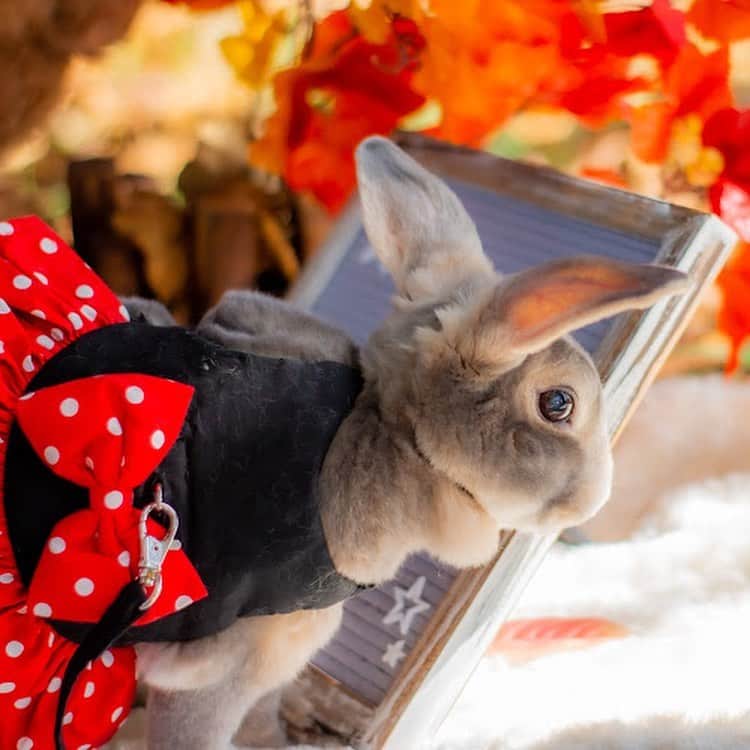 Kayoのインスタグラム：「ハロウィン🎃撮影会ラスト ご迷惑おかけしないか、だいぶ迷ったけど撮影してもらってほんとよかった◎ 後日、誕生日記念撮影もしてもらって。  @photoyoubae  ありがとです！」
