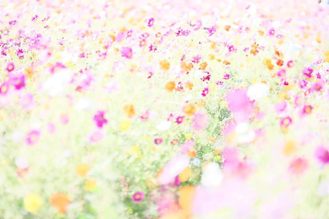 kiccyomuのインスタグラム：「☀️ 2020.10.31 Sat #あけぼの山農業公園 色とりどり 華やかな #コスモス 🌸 この彩りも来春までお預けかな？ #心に花を #お花祭り2020  今日も良い天気でしたネ〜 明日も元気に🤗  location #千葉 📷撮影 2020年10月25日」