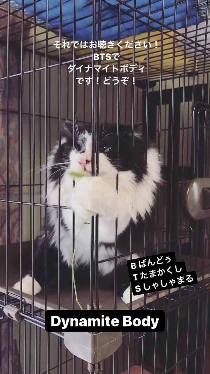 もじゃころのインスタグラム：「それではお聴きください！ Bばんどぅ Tたまかくし Sしゃしゃまる で、 ダイナマイトボディです！ どうぞ🎤   #BTS #btsdynamite  #坂東玉隠しシャシャ丸」