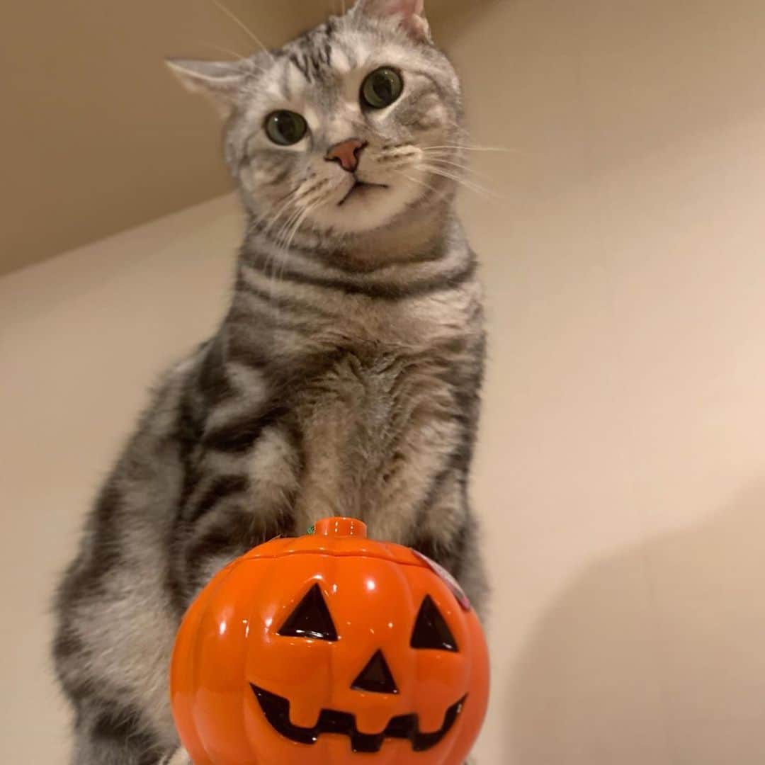 Alain アランさんのインスタグラム写真 - (Alain アランInstagram)「Happy Halloween 🎃   ハッピーハロウィン🎃  #halloween #happyhalloween #halloweencat   #catstagram #cat_features  #topcatphoto #cutepetclub #catsofinstagram #ig_catclub #cats_of_world #meowsandwoofs #nyancon01#meowvswoof#nc_cuties#catloversclub#pleasantcats #excellent_cats #catstocker  #bestmeow #magnificenteowdels#bestcats_oftheworld#INSTACAT_MEOWS #peco ペピ友#animalsco#mofmo#igersjp#みんねこ#ふわもこ部#ペコねこ部 #アメショー」10月31日 18時22分 - alain_cat