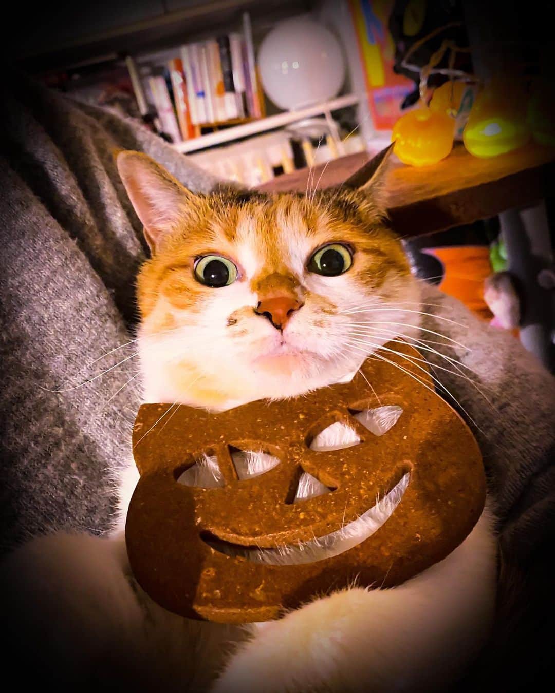 山田稔明さんのインスタグラム写真 - (山田稔明Instagram)「HAPPY HALLOWEEN #ポチ実 #三毛猫」10月31日 18時38分 - toshiakiyamada