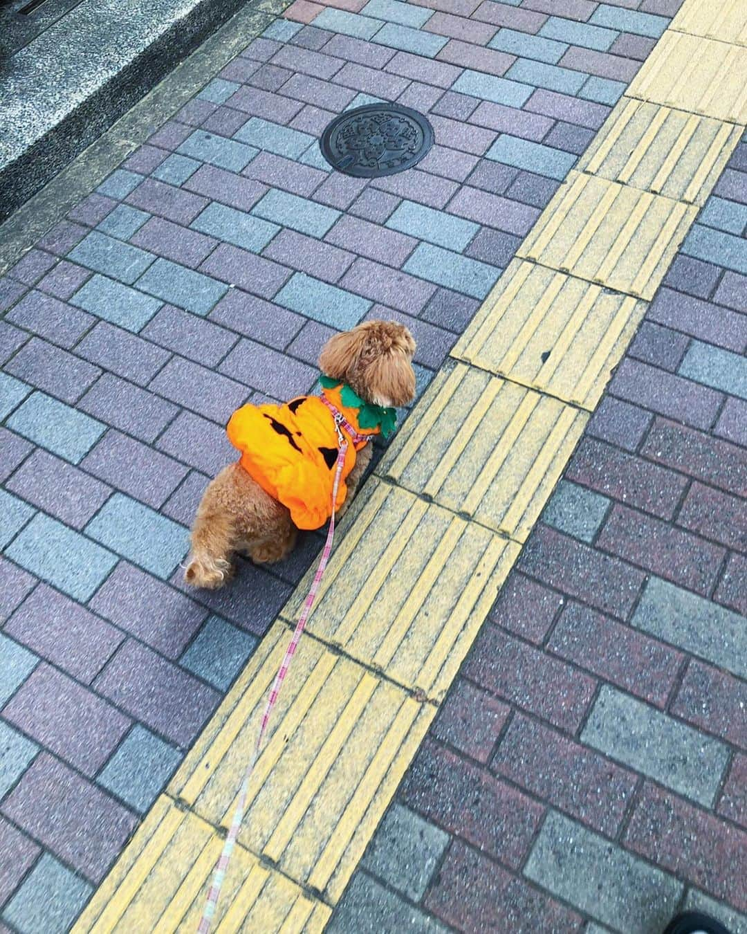 五位渕のぞみさんのインスタグラム写真 - (五位渕のぞみInstagram)「#ハッピーハロウィン 🎃👻😈🍬 ㅤㅤㅤㅤㅤㅤㅤㅤㅤ まるこだけ #ハロウィンコス したよ❤️ ㅤㅤㅤㅤㅤㅤㅤㅤㅤ ㅤㅤㅤㅤㅤㅤㅤㅤㅤ ㅤㅤㅤㅤㅤㅤㅤㅤㅤ  ㅤㅤㅤㅤㅤㅤㅤㅤㅤ ㅤㅤㅤㅤㅤㅤㅤㅤㅤ ㅤㅤㅤㅤㅤㅤㅤㅤㅤ  ㅤㅤㅤㅤㅤㅤㅤㅤㅤ ㅤㅤㅤㅤㅤㅤㅤㅤㅤ ㅤㅤㅤㅤㅤㅤㅤㅤㅤ  ㅤㅤㅤㅤㅤㅤㅤㅤㅤ ㅤㅤㅤㅤㅤㅤㅤㅤㅤ ㅤㅤㅤㅤㅤㅤㅤㅤㅤ #halloween #halloweenmakeup #halloweencostume #halloweenparty #halloween2020 #halloweendecorations #halloweentime #halloweenlife #halloweenspirit #halloweenseason #halloweenlover #halloweenforever #halloween🎃 #ハロウィンコスプレ #ハロウィン仮装  #ハロウィンパーティー  #ハロウィン🎃  #ハロウィングッズ  #銀座 #긴자 #ginza #할로윈#할로윈코스튬 #할로윈파티 #할로윈메이크업 #まるこ🐶💓」10月31日 18時36分 - nonnon0319