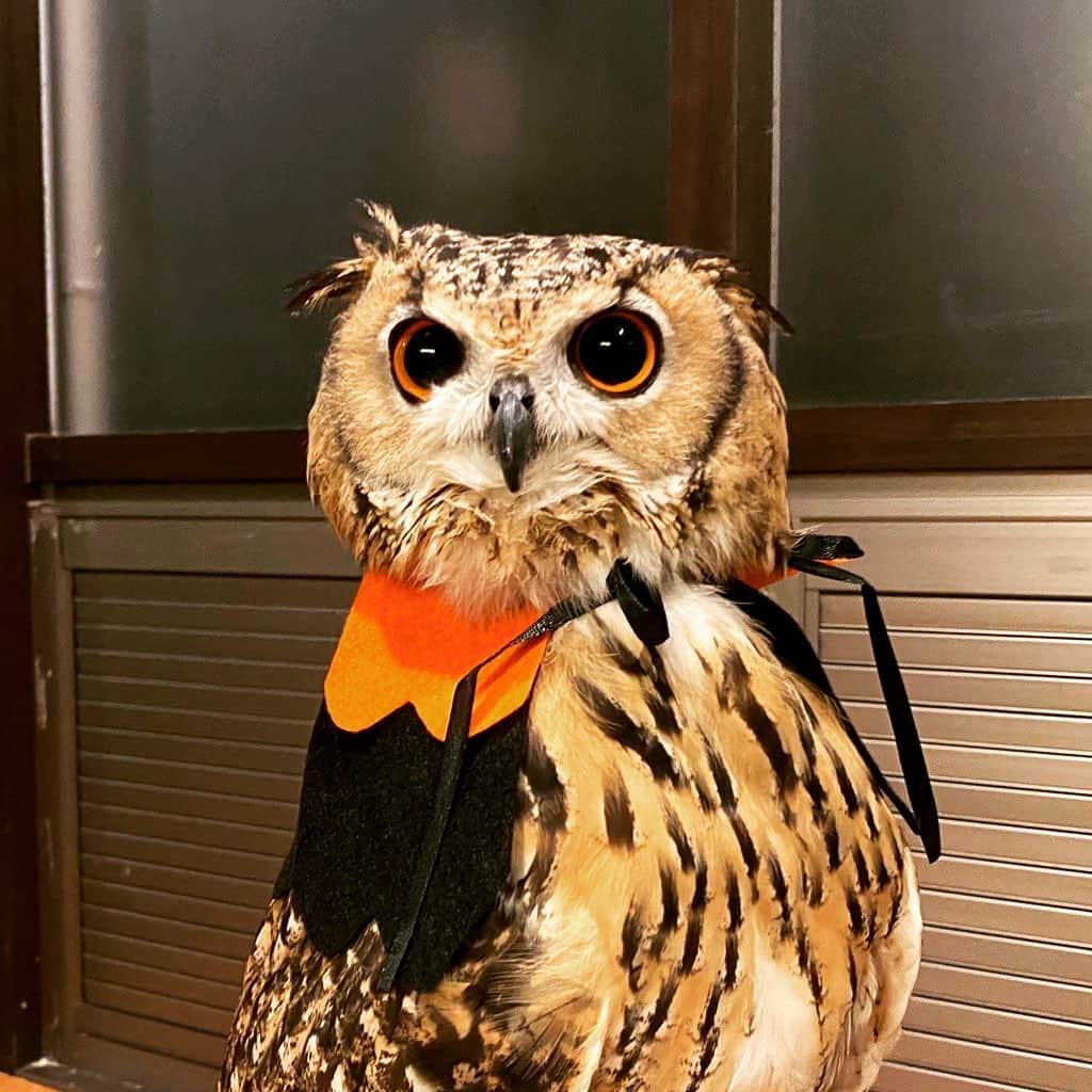 GEN3 Owlのインスタグラム：「🎃Happy Halloween🎃 お菓子をくれなきゃイタズラするよ🎵 Trick or Treet!🍭 #owl #owlgaru」