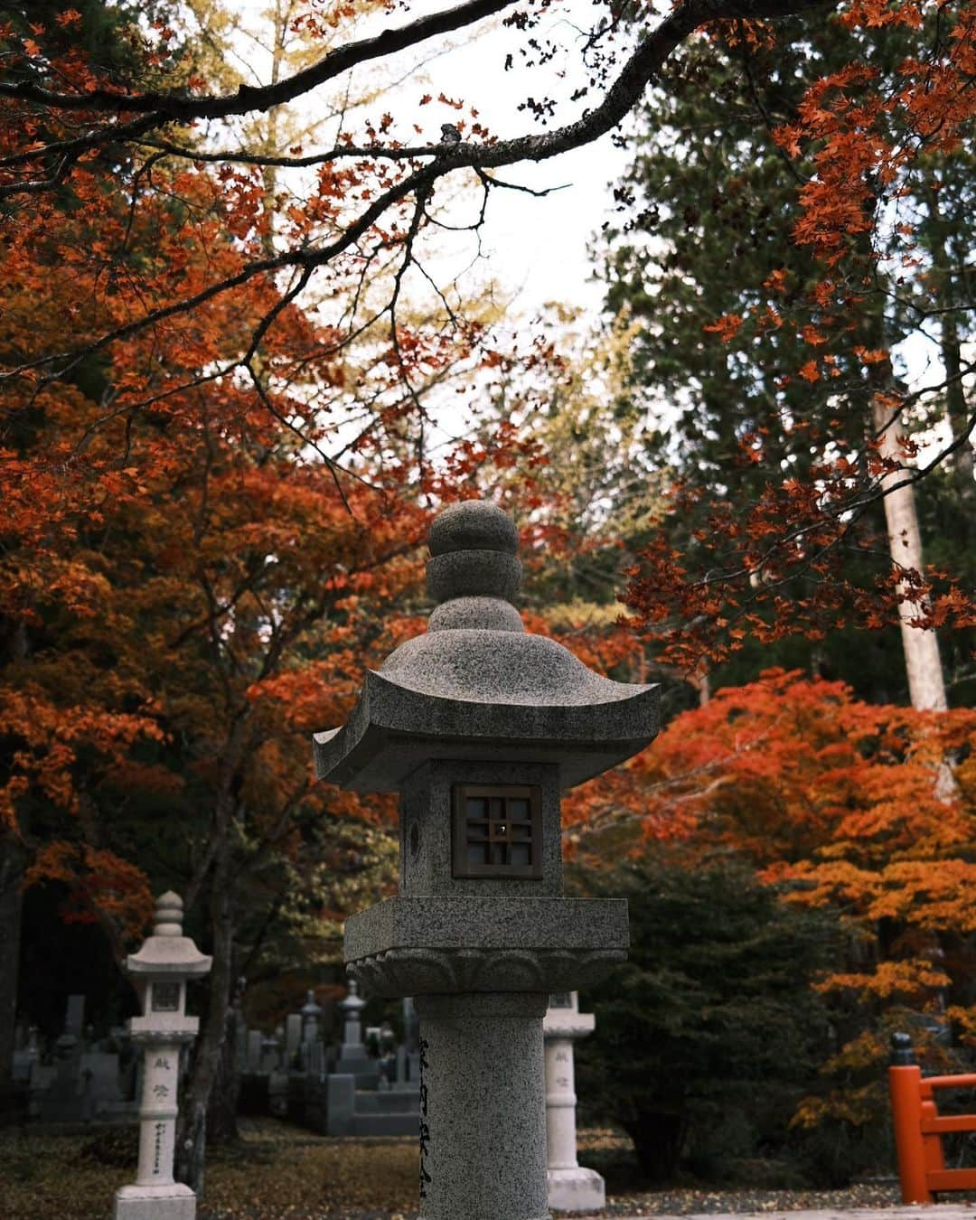 有働真帆さんのインスタグラム写真 - (有働真帆Instagram)「Autumn Vibe in Japan🍁🍂🌾🌬」10月31日 18時51分 - maho_udo