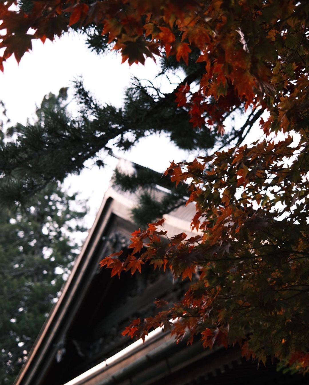 有働真帆さんのインスタグラム写真 - (有働真帆Instagram)「Autumn Vibe in Japan🍁🍂🌾🌬」10月31日 18時51分 - maho_udo