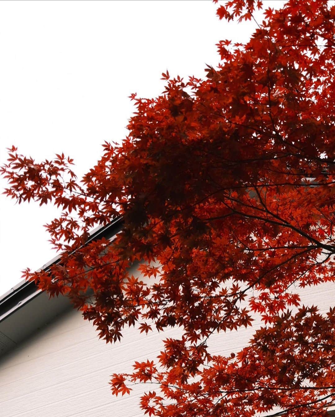 有働真帆さんのインスタグラム写真 - (有働真帆Instagram)「Autumn Vibe in Japan🍁🍂🌾🌬」10月31日 18時51分 - maho_udo