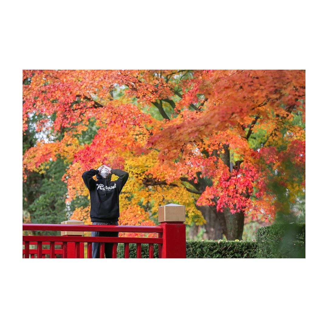 midicaphotoのインスタグラム：「素敵なパーカー(何気に素材がいい) 紅葉を添えて  名古屋の 某ヤバいスタジオの ヤバいパーカー、 素材が心地よくて これまたヤバいです  ありがとうございます😊  ﻿ ﻿ ﻿ ﻿ ﻿urukuphotographyとは？？ ﻿ ￣￣￣￣￣￣￣￣￣￣￣￣￣￣　﻿ uruku photographyは﻿ 作り込まず  気張らず  ゆるりと﻿ 北海道札幌を中心に出張撮影をしています。﻿ ﻿ ﻿ ﻿ 笑ってても  泣いてても﻿ 怒ってても  ぐずりまくってても﻿ その日そのままを全部ひっくるめて撮影します。﻿ ﻿ ﻿ ﻿ ちょっと気になることや、質問﻿ 不安なこと、雑談でもいいかも🙆‍♀️﻿ なんでもいつでもご連絡お待ちしてまっす﻿ ﻿ ﻿ ﻿ ￣￣￣￣￣￣￣￣￣￣￣￣￣￣﻿ uruku photographyの人と猫↓﻿ @chagecamera ﻿ @rei_shashin ﻿ @toro_chiro ﻿  #sh10 #studioharvest #スタジオハーベスト #82honey #theharvest #10周年 #てぃーしゃつやさん #kj最高」